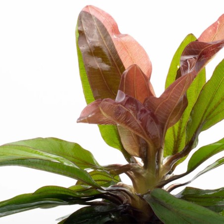 Echinodorus Rubin
