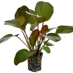 Echinodorus Rubra
