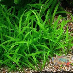 Echinodorus Tenellus 2