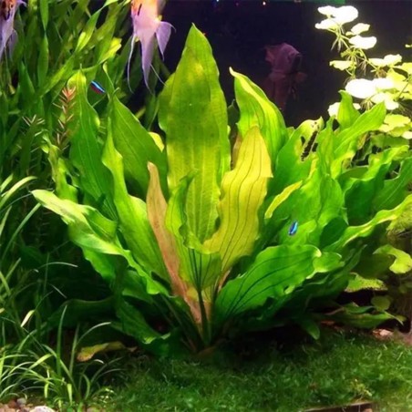 Echinodorus Tricolor (Bright Flame)