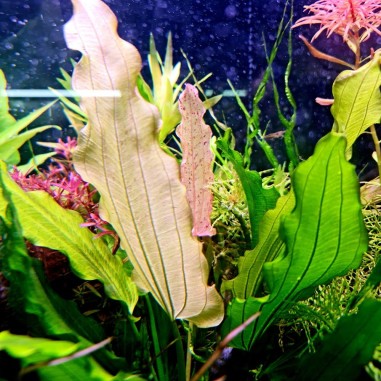 Echinodorus Tricolor (Bright Flame)