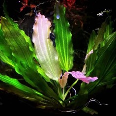 Echinodorus Tricolor (Bright Flame) 2