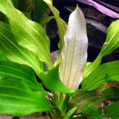 Echinodorus Tricolor (Bright Flame)