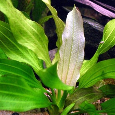 Echinodorus Tricolor (Bright Flame)