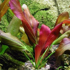 Echinodorus x Barthii Osiris "Double Red" 2