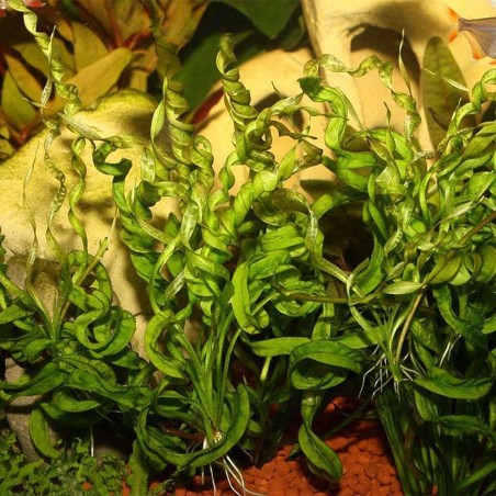 Echinodorus Vesuvius