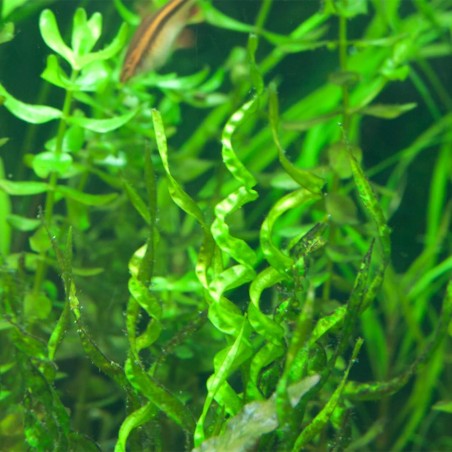 Echinodorus Vesuvius
