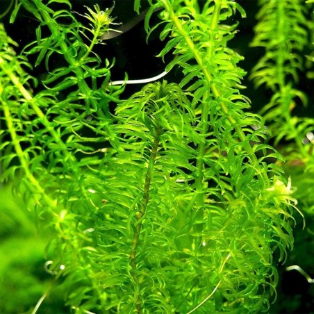 Egeria Najas