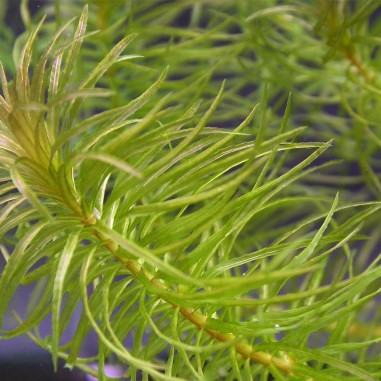 Egeria Najas