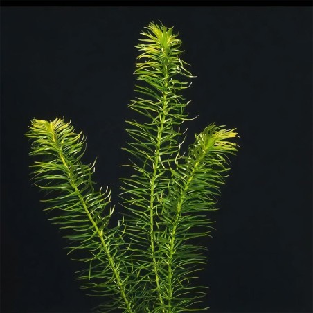 Egeria Najas