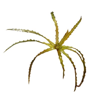 Egeria Najas
