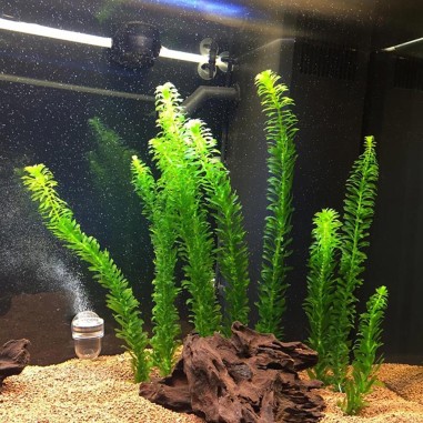 Elodea Densa ( Egeria Densa )