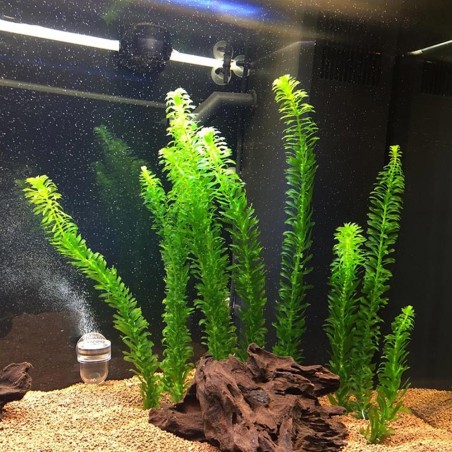 Elodea Densa ( Egeria Densa )