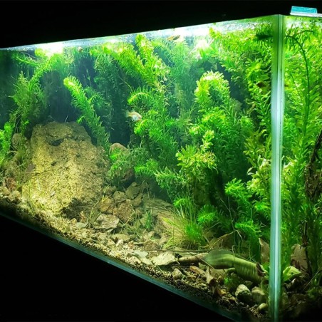 Elodea Densa ( Egeria Densa )