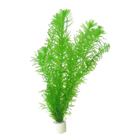 Elodea Densa ( Egeria Densa )