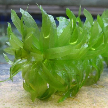 Elodea Densa ( Egeria Densa )