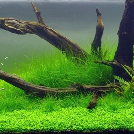 Eleocharis Acicularis