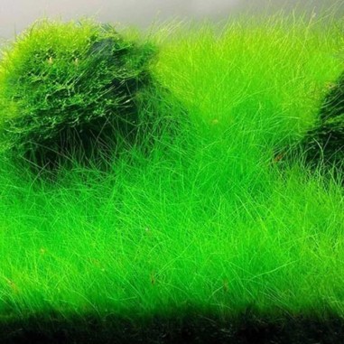 Eleocharis Acicularis
