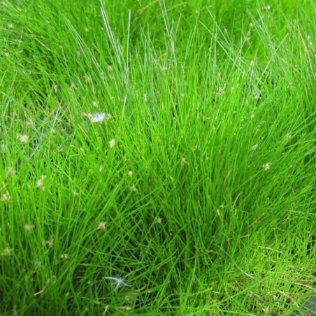 Eleocharis Acicularis