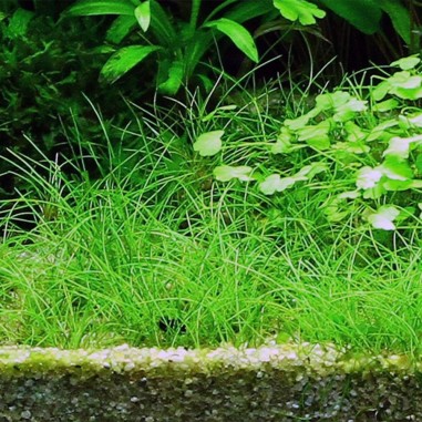 Eleocharis Acicularis