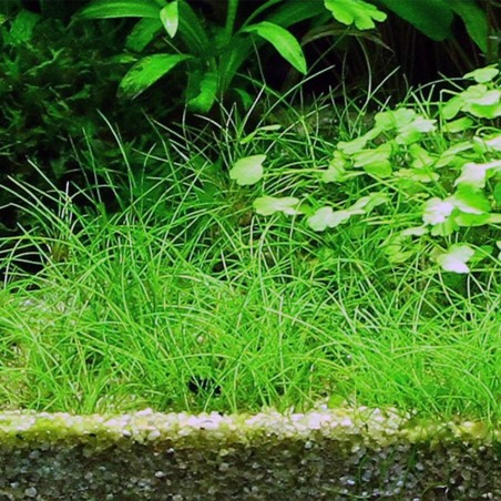 Eleocharis Acicularis