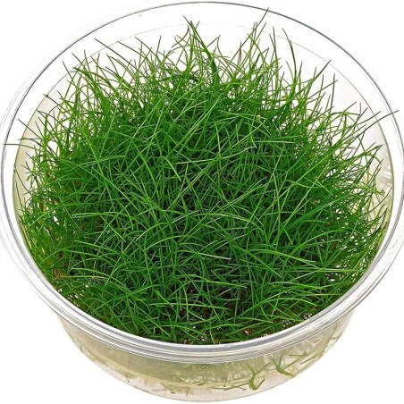 Eleocharis Acicularis in Vitro