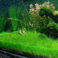 Eleocharis Parvula 2