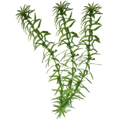 Elodea Canadensis