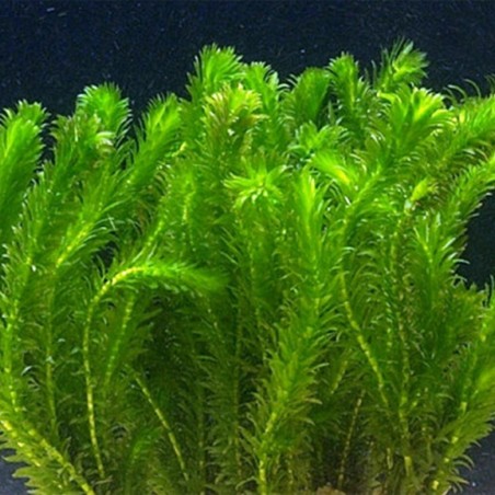 Elodea Canadensis