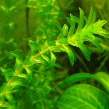 Elodea Canadensis