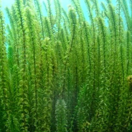Elodea Canadensis