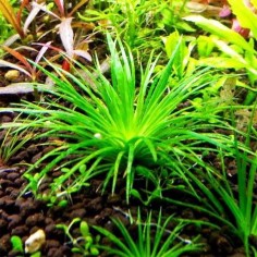 Eriocaulon Vietnam 2
