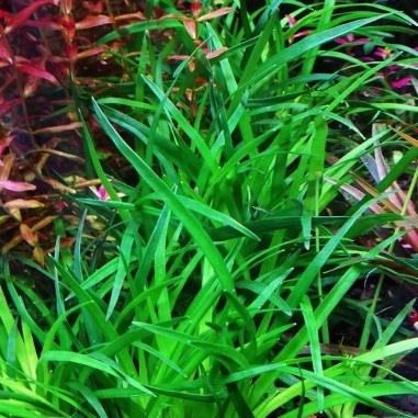 Eriocaulon Vietnam
