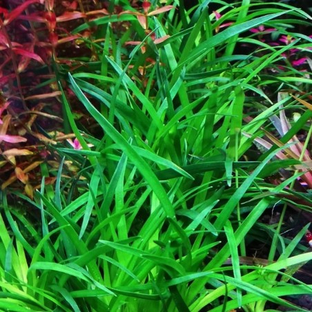 Eriocaulon Vietnam