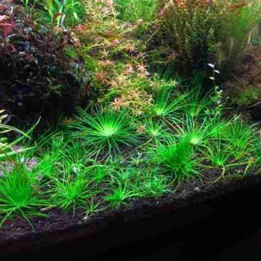 Eriocaulon Vietnam
