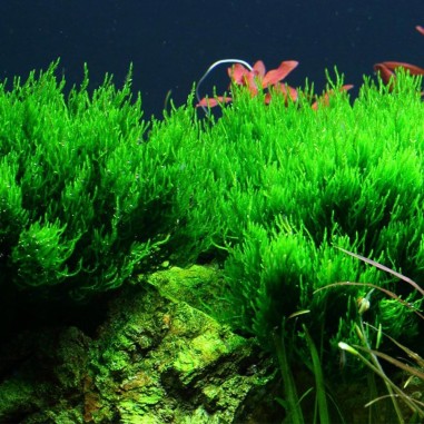 Flame Moss in Vitro