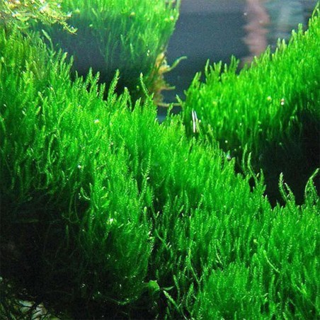 Flame Moss in Vitro Flame Moss in Vitro