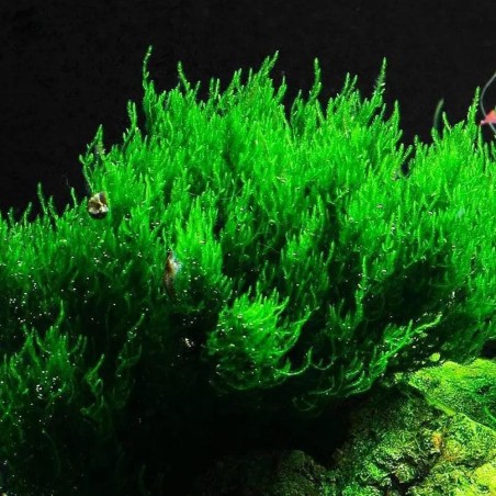 Flame Moss in Vitro Flame Moss in Vitro