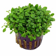 Glossostigma Elatinoides