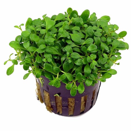 Glossostigma Elatinoides