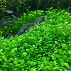 Glossostigma Elatinoides 2