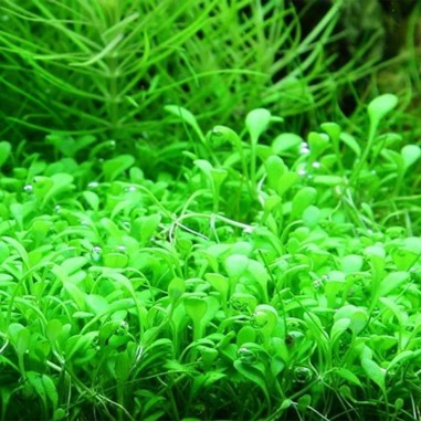 Glossostigma Elatinoides