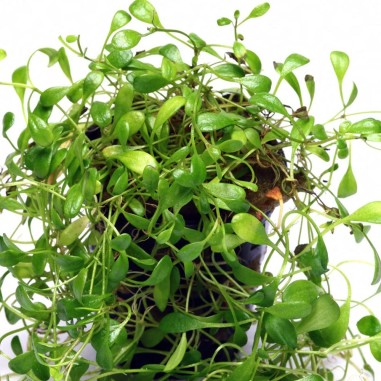 Glossostigma Elatinoides