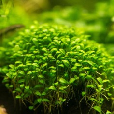 Glossostigma Elatinoides in Vitro 2