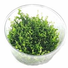 Gratiola Viscidula in Vitro