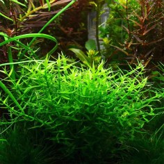 Gratiola Viscidula in Vitro 2