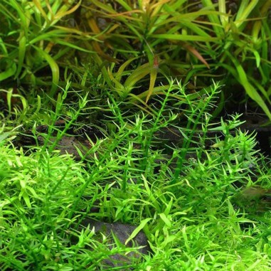 Gratiola Viscidula in Vitro