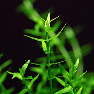 Gratiola Viscidula in Vitro