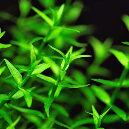 Gratiola Viscidula in Vitro