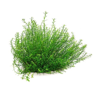 Gratiola Viscidula in Vitro